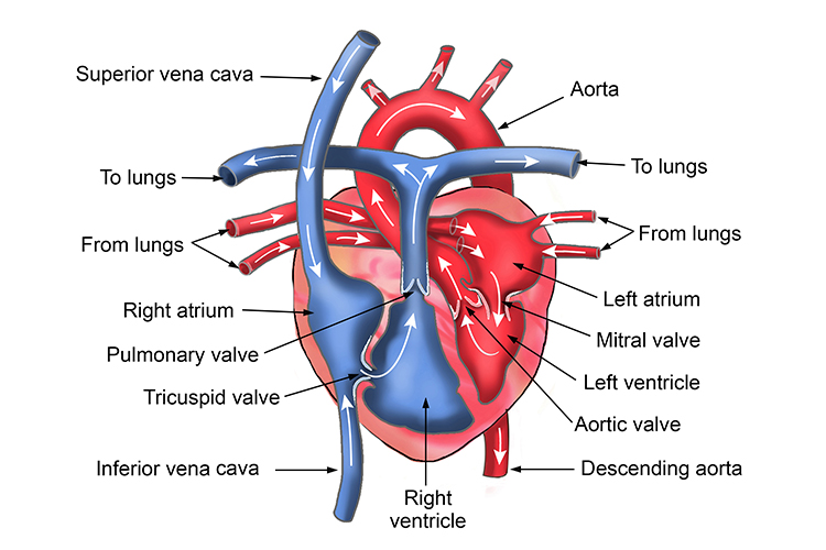 Image of the human heart with titles of the internal structure